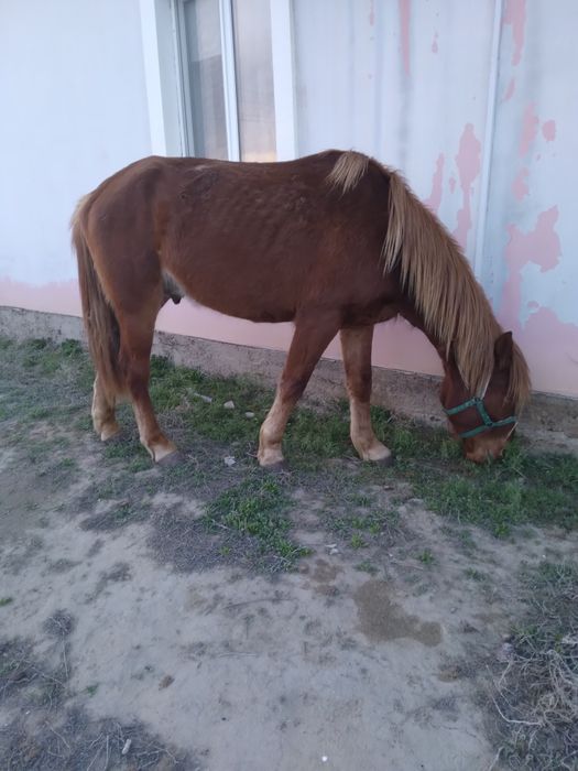 Аиғыр сатылады мінгі