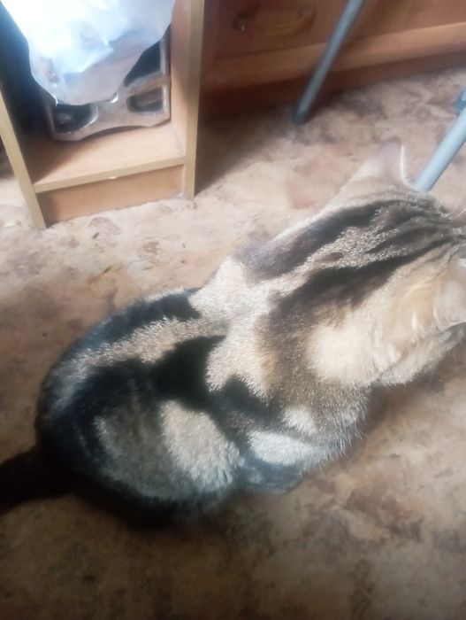 Отдам кота британца