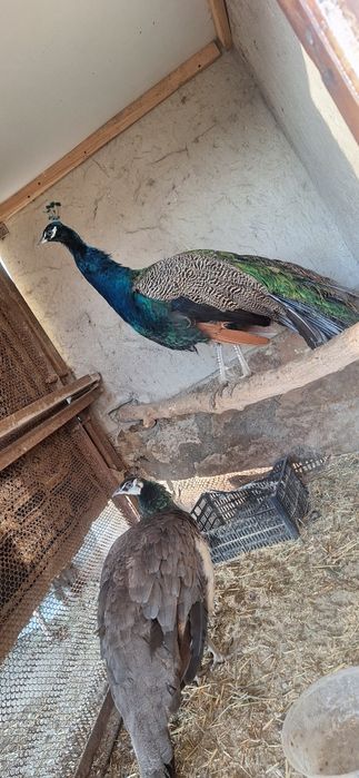 Павлин- Товус пара ,сотилади тез ва арзон.