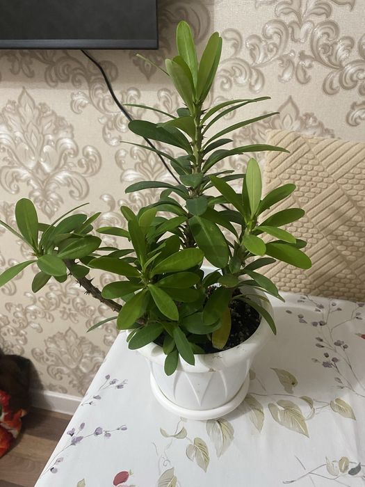 Комнатные растения