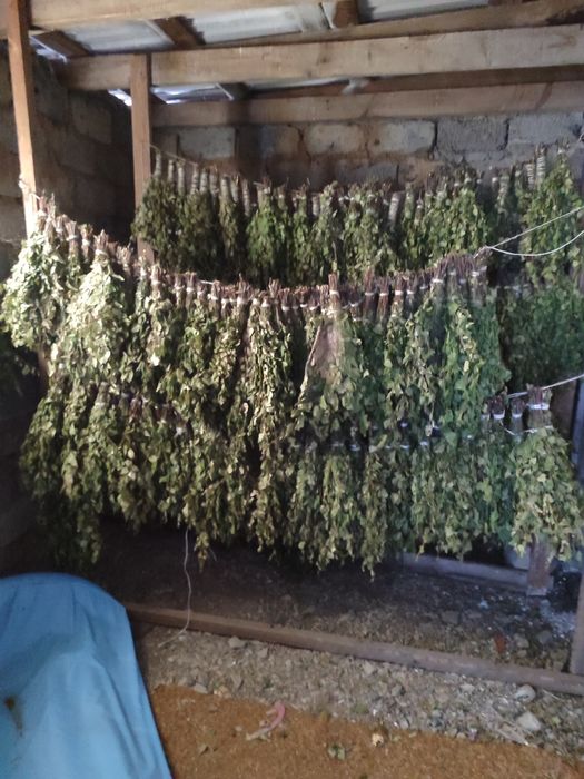 Веники для бани, берёзовые.