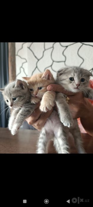 Срочно продается котята