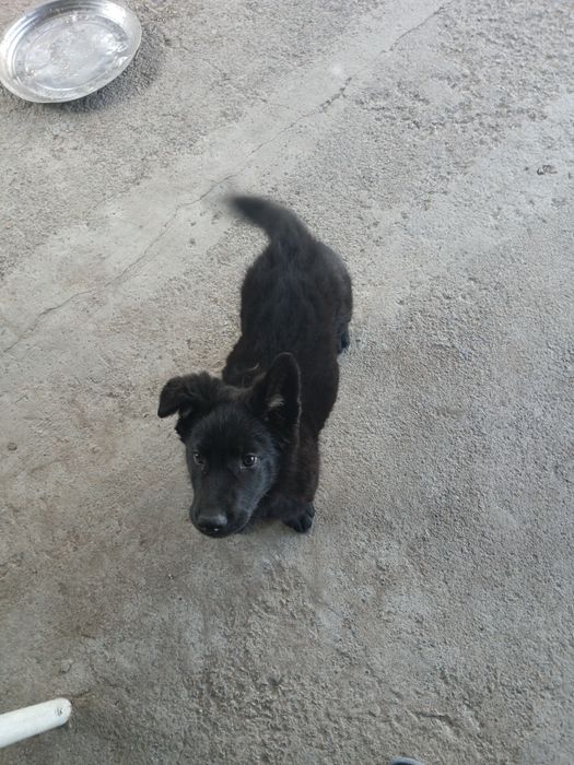 Продам собака немецкая овчарка