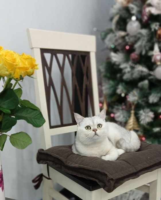 Вчзка шотландского жениха, шиншилы серебро, ждет дам