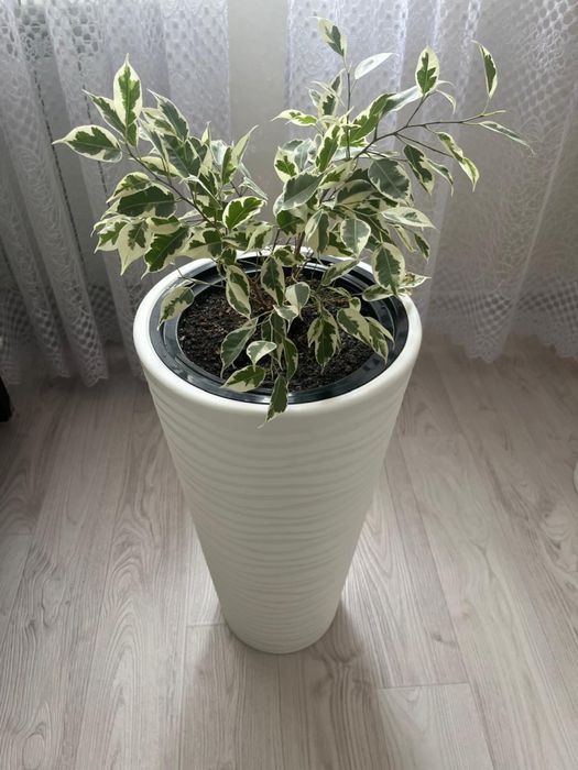 Продам  комнатный  цветок фикус