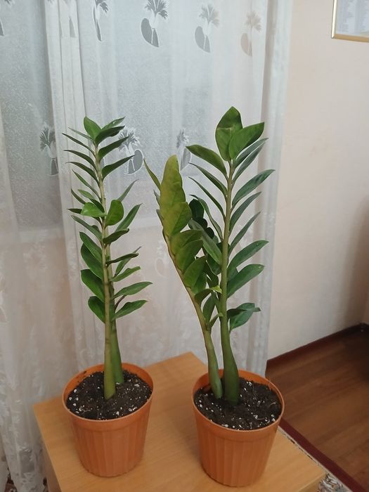 Цветы для дома..