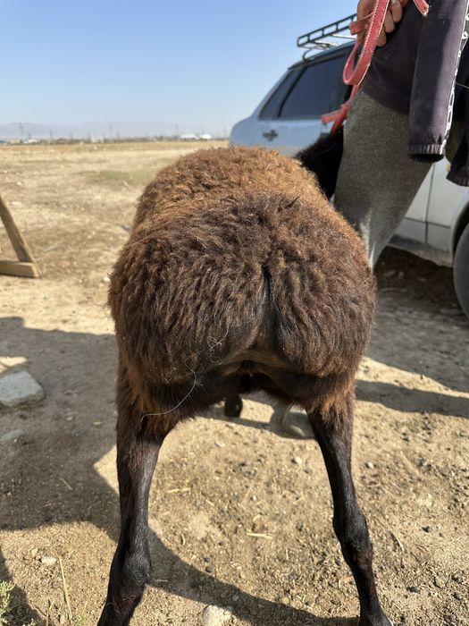 Саулыктар сатылады семыз