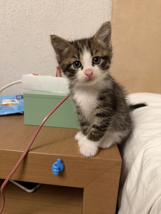 Подаряват се котенца