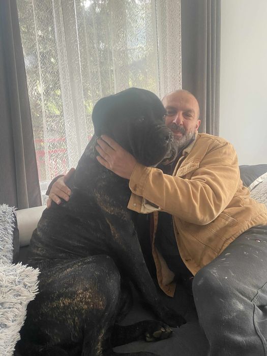 Кане Корсо 7.11.2025г. Момиче!