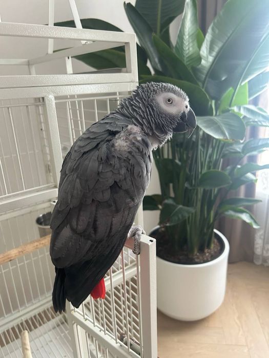 Попугай Жако (окольцованный)