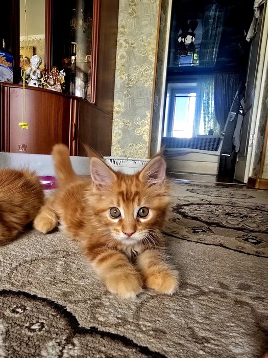 Продажа. Котята Мейн кун