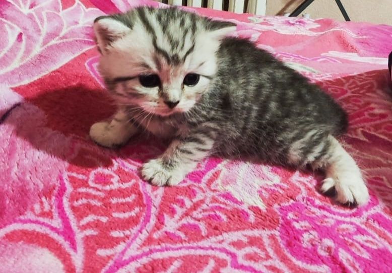 Плюшевая британка Вискас