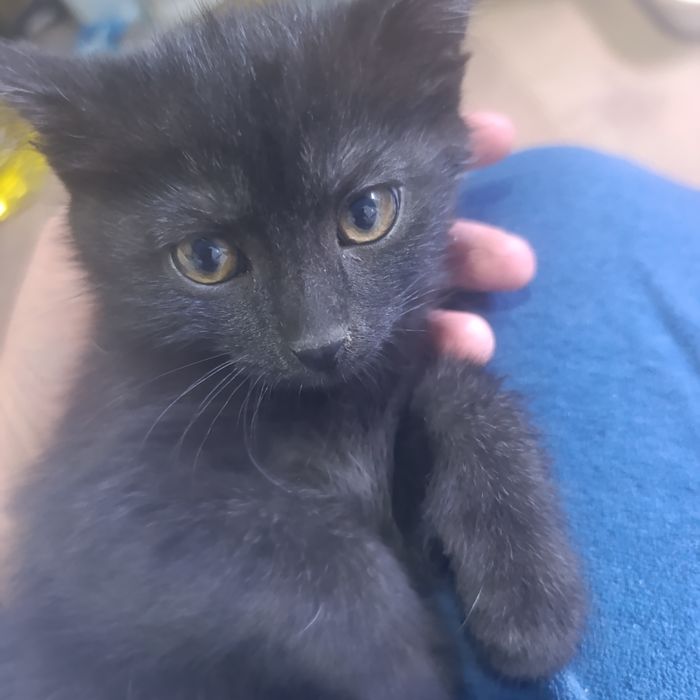 Котёнок девочка в добрые руки