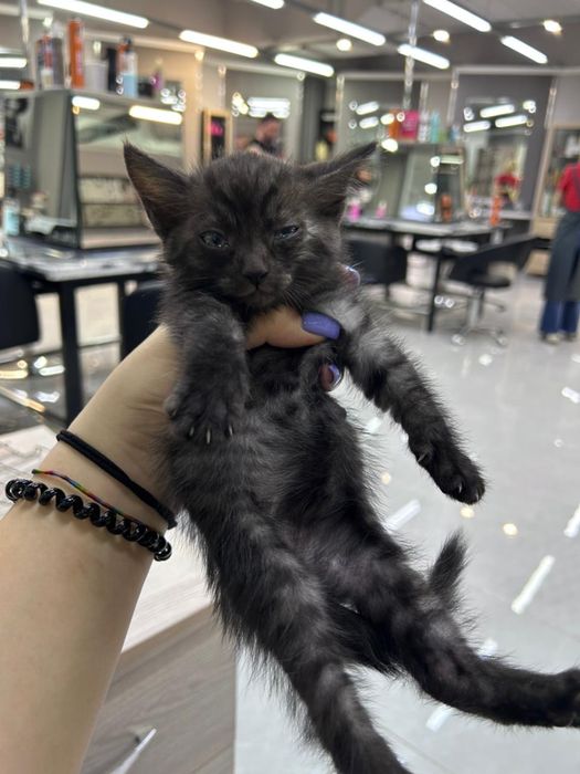 Отдаются котята бесплатно