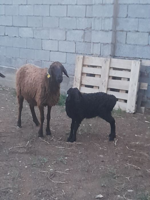 Козылы кой сатылады