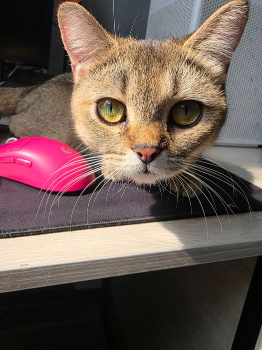 Продаю кошку, золотая шиншилла