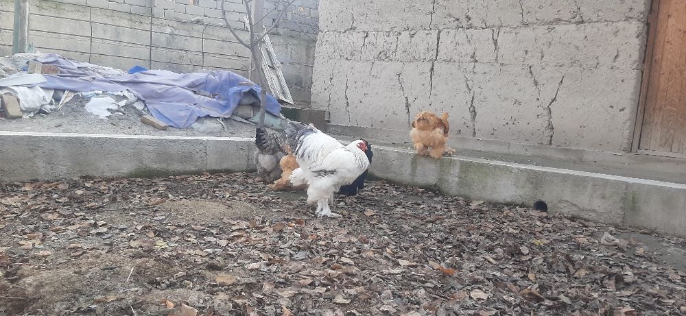 Шу брамалар тухумига заказ оламиз