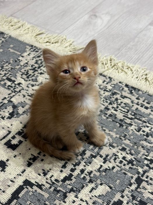Отдам котят в добрые руки