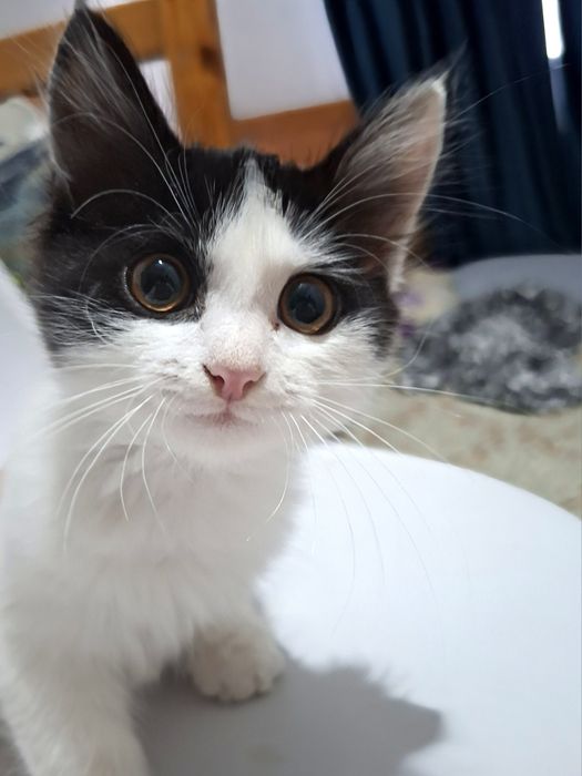 отдадим котёнка в добрые руки