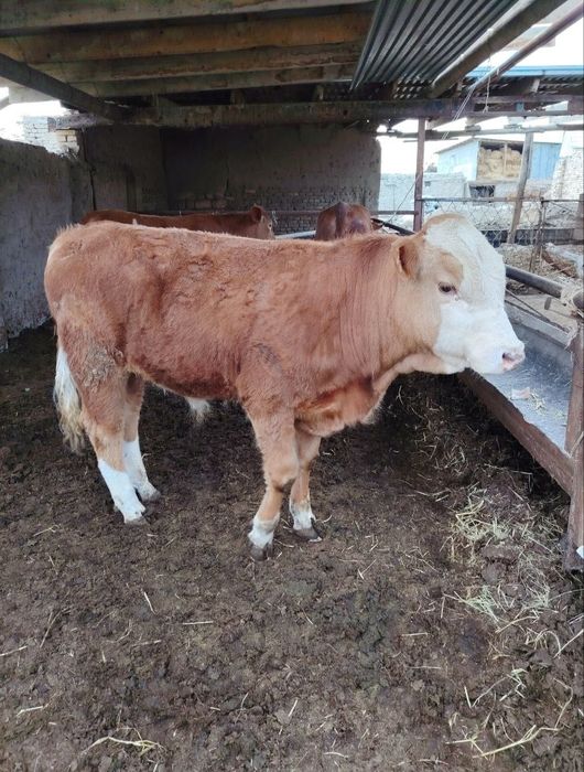 Сфатили симетал букача ва кочма эстон гунажин сотилади.