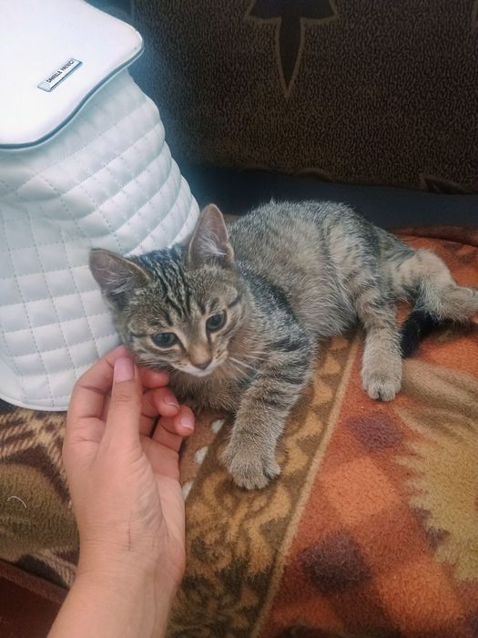 Отдам котенка в добрые руки
