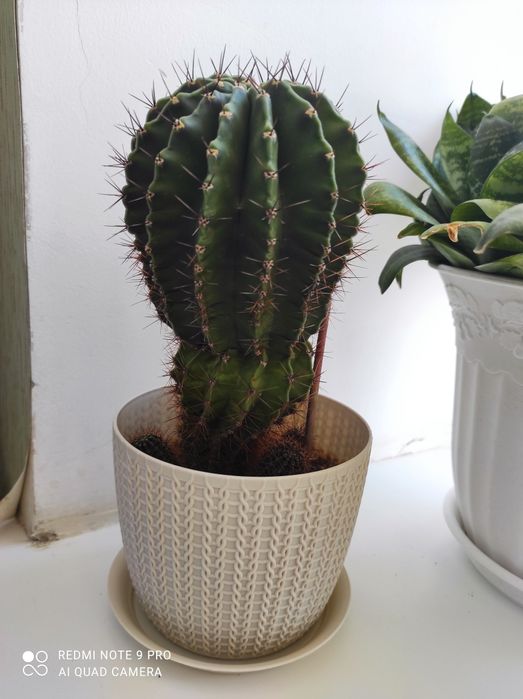 Комнатные цветочки