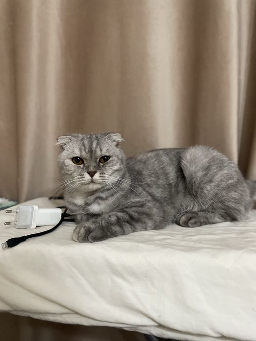 Кошка Шотландская вислоу