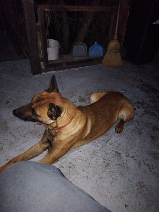 Donez cațelușa malinois