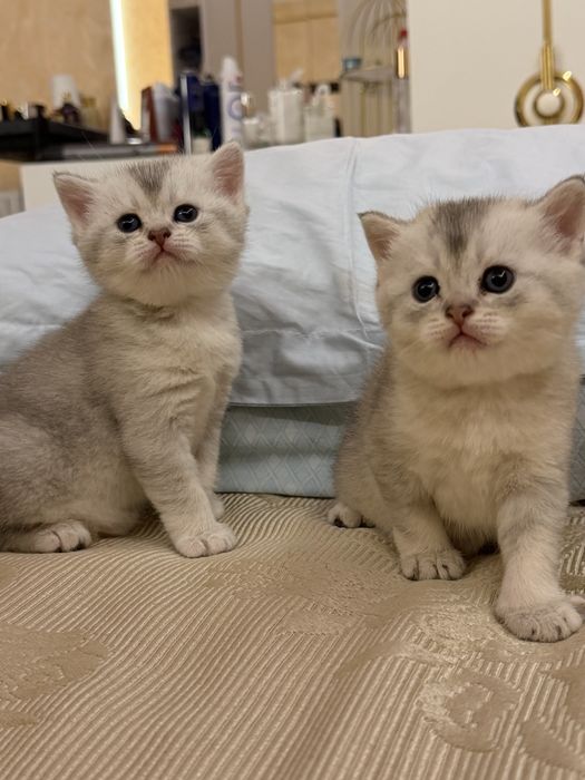 Котятя - шиншила мальчики