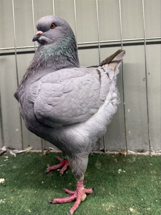 Porumbei King American