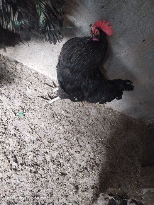 Продам петушков молодых