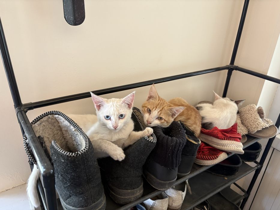 Котята в хорошие руки отдам
