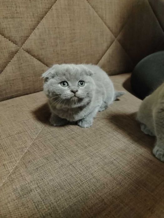 Британски котенца