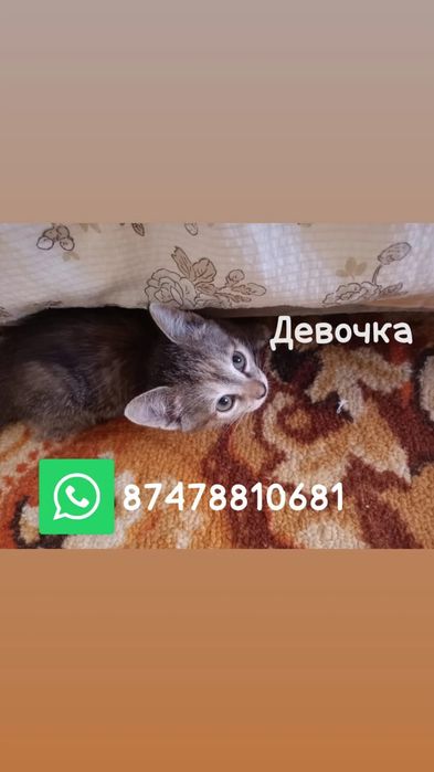 Отдам котенка девочка