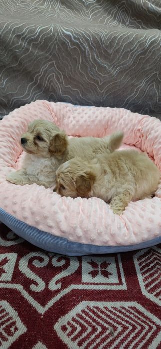 Предлагаю щенков Мальтипу Ф1