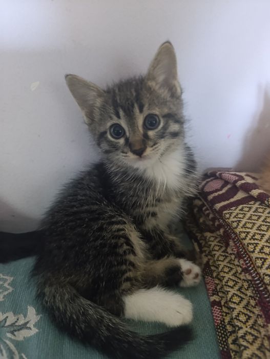 Отдам даром в хорошие руки