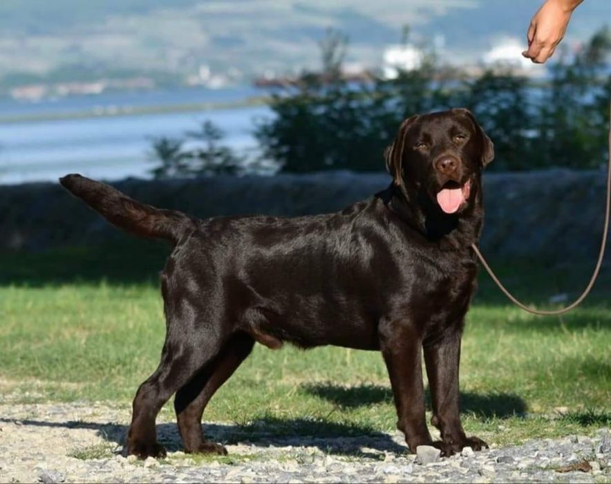 Labrador Retriever