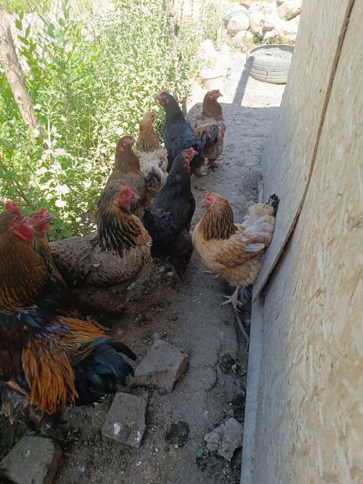 Продам домашних курей