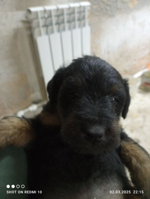 Продам Щенков Яктерьера