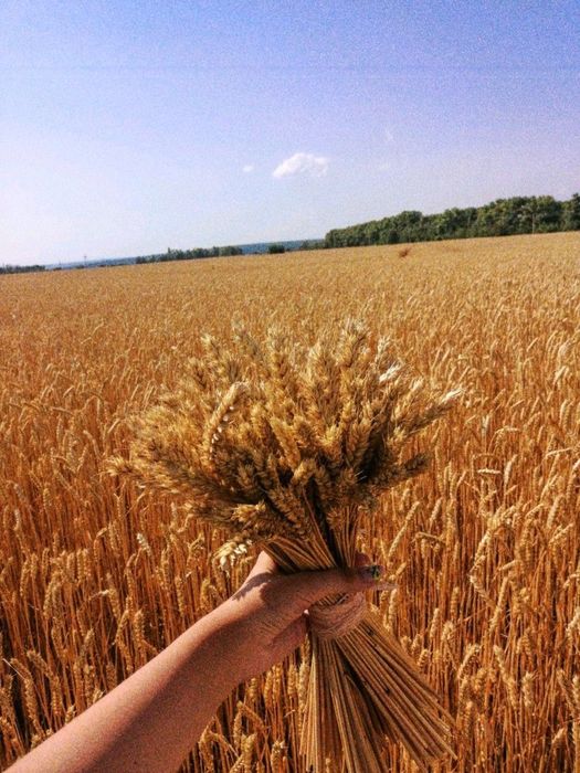 Арпа Бидай Кебек