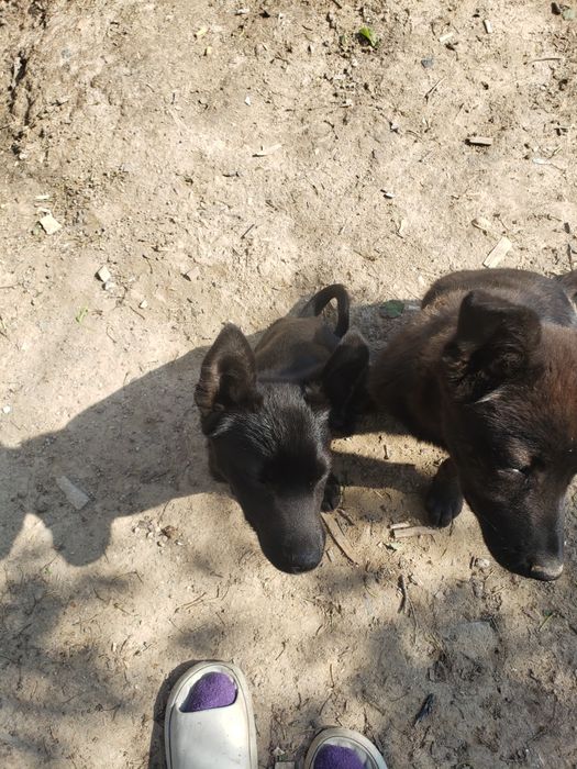 Приму корм в помощь