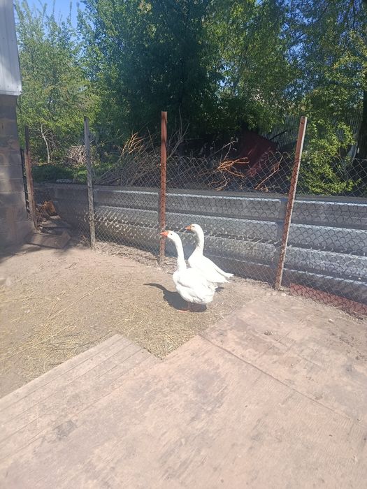 Продам гусей  ////