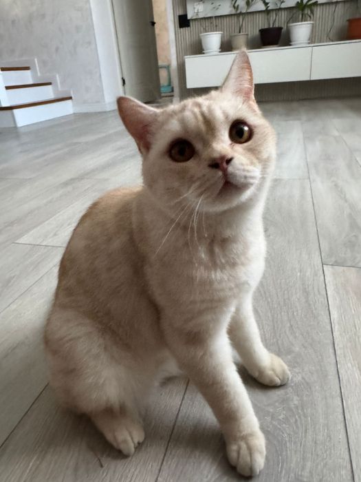 Котик в любящую семью!