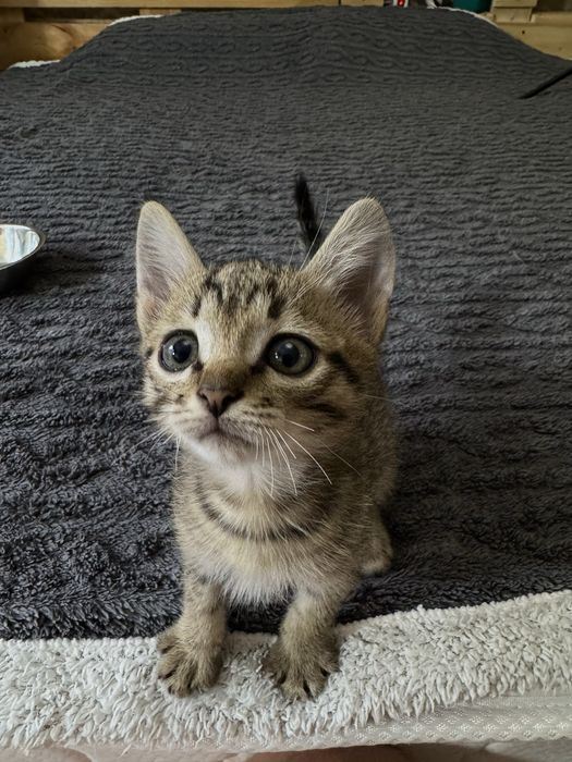 Котенок 2 месяца