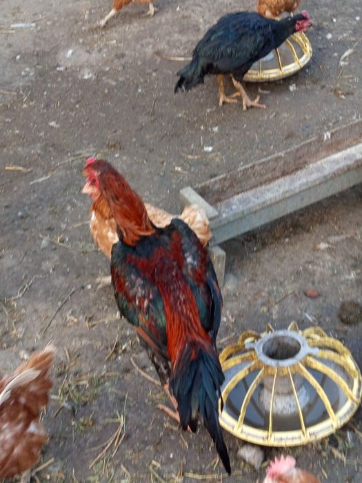 Продам дакана Июньский