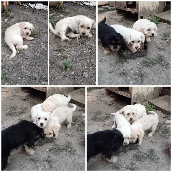 catei adorabili pentru adoptie