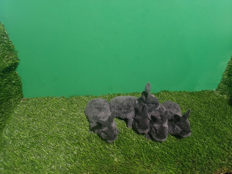 Reks Goluboy Quyon bolachalari sotiladi