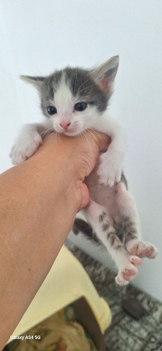 Красивые котята в добрые руки