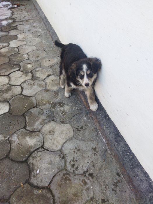 Отдам щенка в хорошие руки