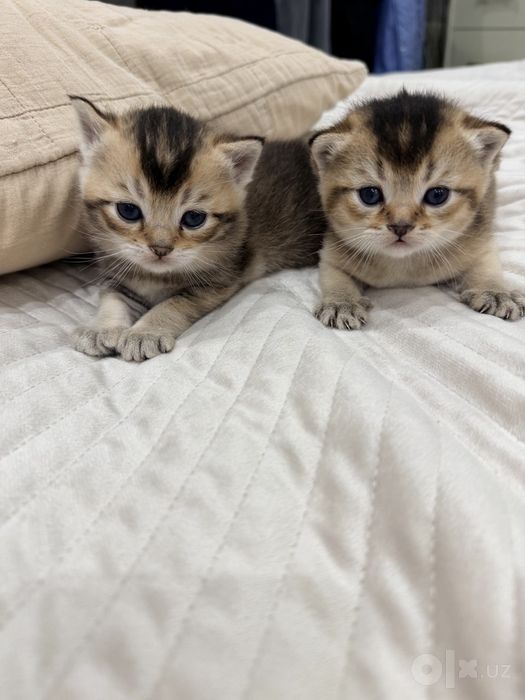 Продаются котята шиншиллы